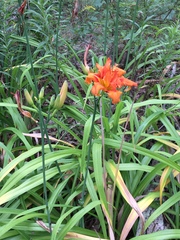 Hemerocallis fulva kwanso