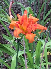 Hemerocallis fulva kwanso