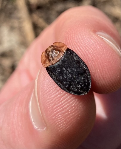 Oiceoptoma thoracicum