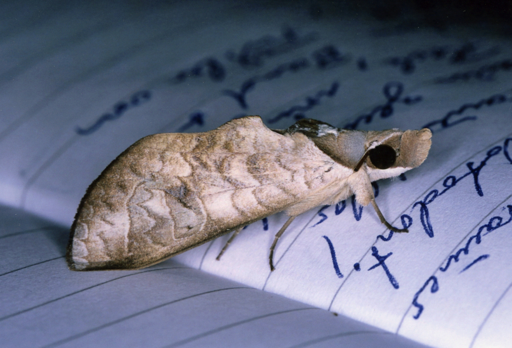 Hemiceratoides avimolestum