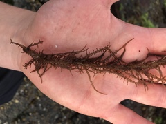 Cumagloia andersonii
