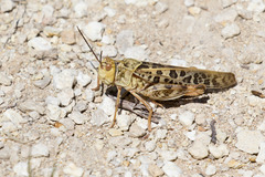 Hippiscini
