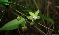 Blepharodon mucronatum