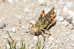 Hippiscini