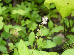 Pyrola asarifolia