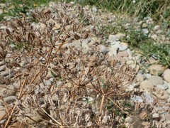 Astrodaucus littoralis