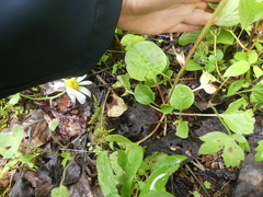 Pyrola asarifolia