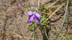 Viola tricolor curtisii