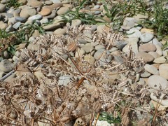 Astrodaucus littoralis