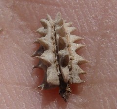 Astrodaucus littoralis