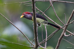 Western Yellow-Billed Barbet photo 1