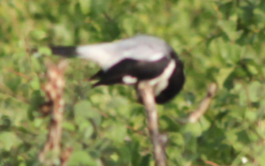Taita Fiscal (Lanius dorsalis), photo 4