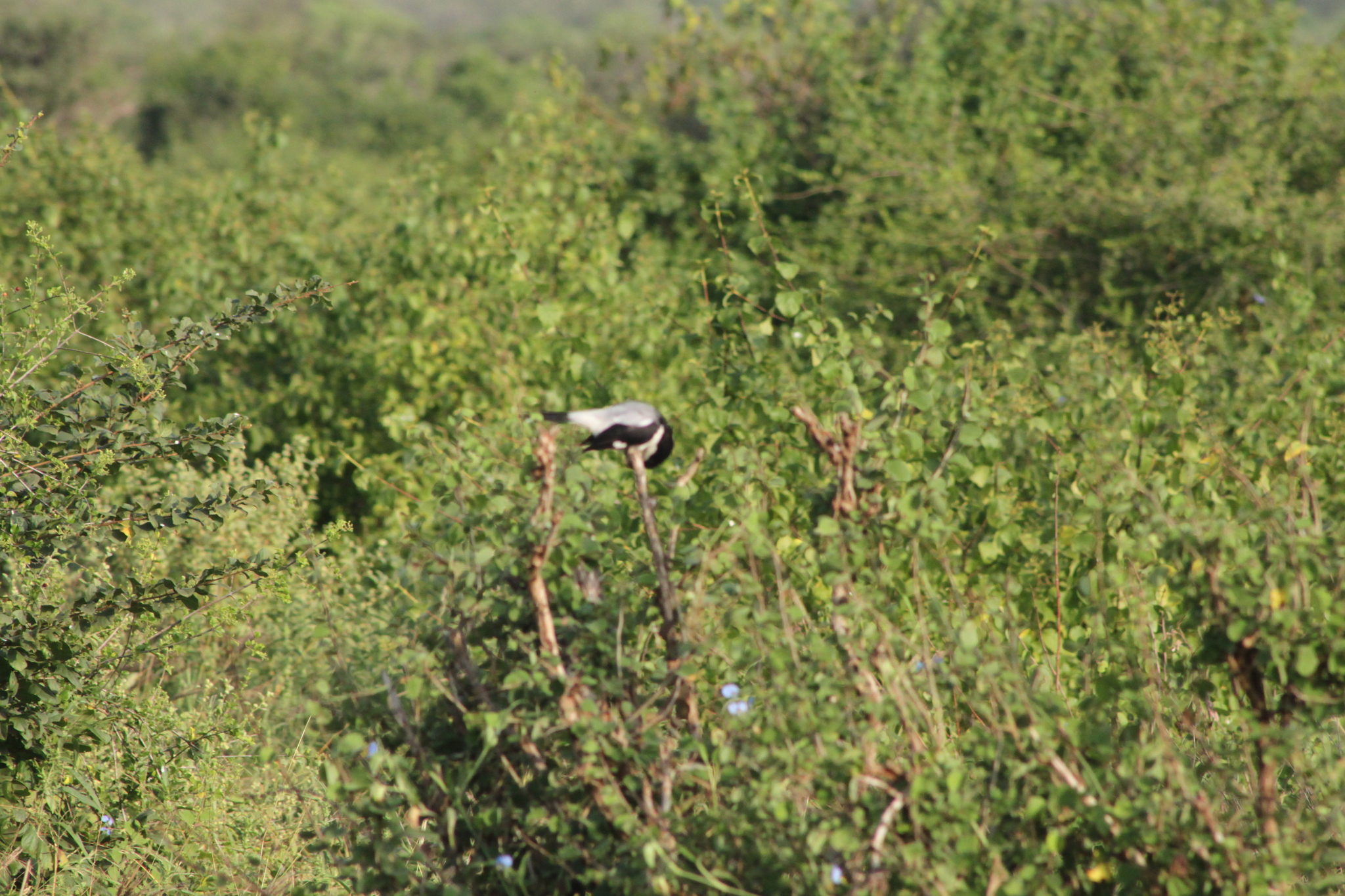 Taita Fiscal (Lanius dorsalis), photo 5