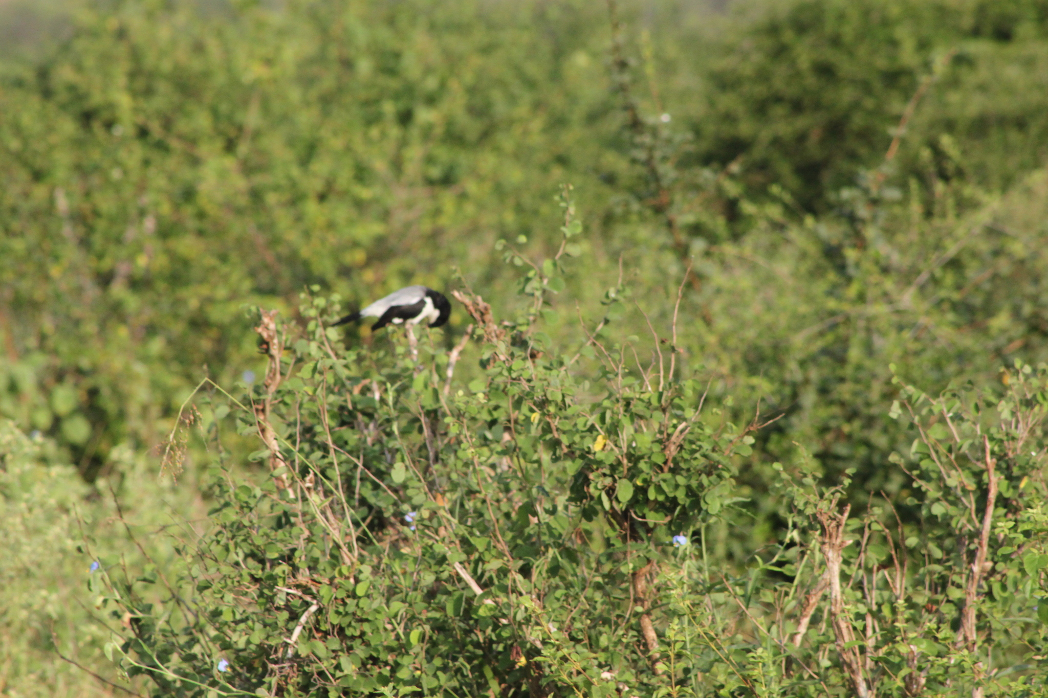 Taita Fiscal (Lanius dorsalis), photo 6