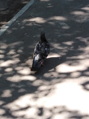 Columba livia domestica