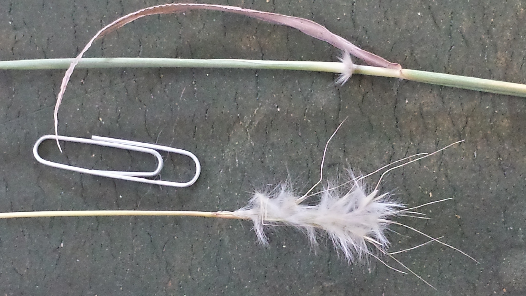 Bothriochloa springfieldii