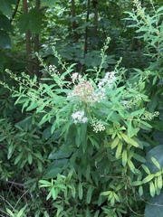 Spiraea alba alba