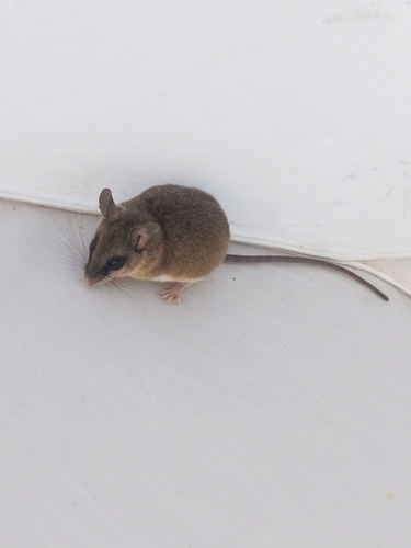 Osgood's Deermouse (Osgoodomys banderanus)