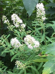 Spiraea alba alba