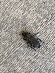 Pterostichus melanarius