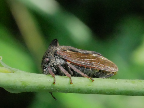 Horned Treehopper photo 2
