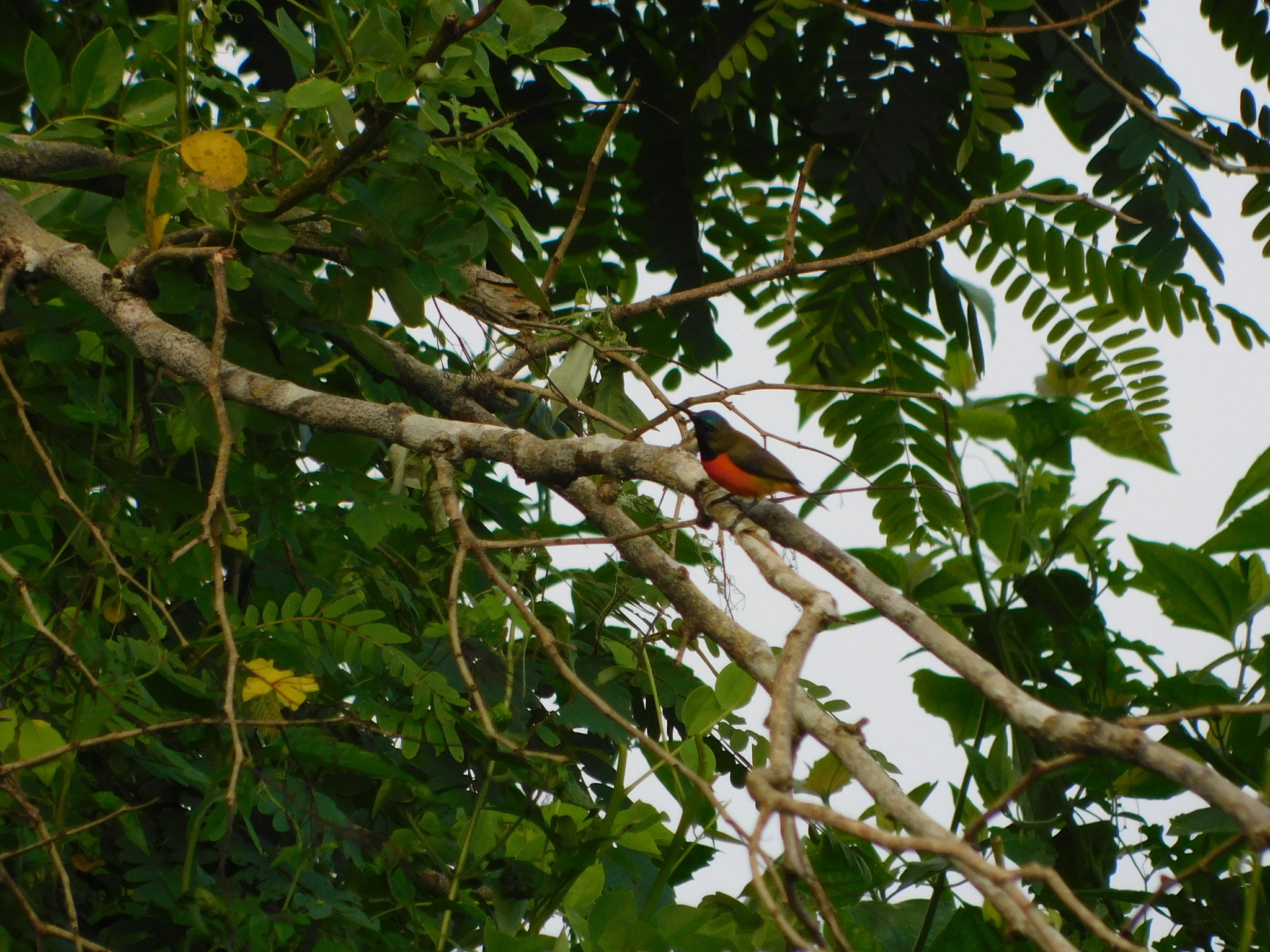 Flame-breasted Sunbird (Cinnyris solaris), photo 6