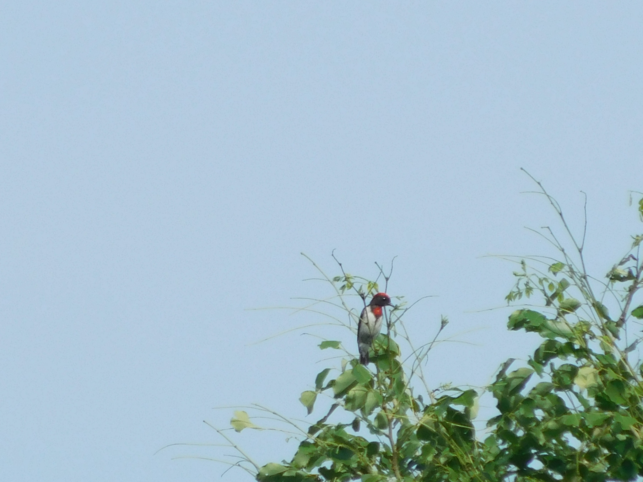 Black-fronted Flowerpecker (Dicaeum igniferum), photo 3