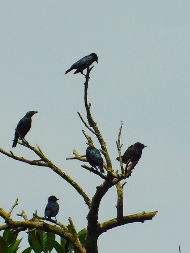 Short-tailed Starling (Aplonis minor), photo 7