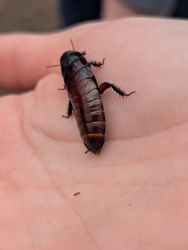 Brown-hooded Cockroach photo 3