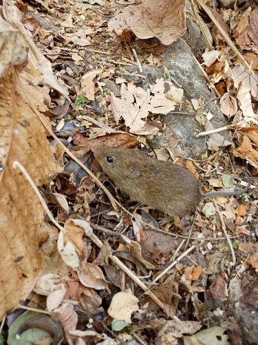 Allen's Cotton Rat