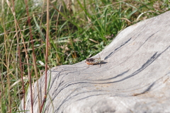 Stenobothrus rubicundulus
