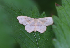 Idaea emarginata