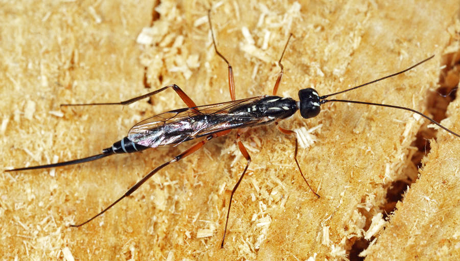 Neoxorides caryae