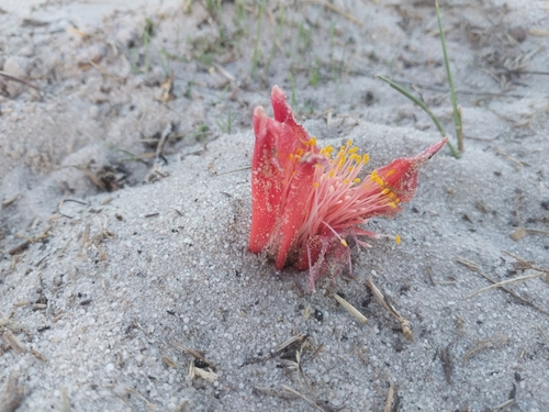 Image of Haemanthus pubescens by (c) De Waal Hugo, some rights reserved (CC BY)