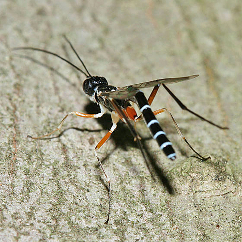 Podoschistus