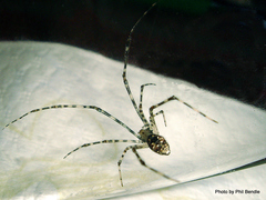Theridion zantholabio