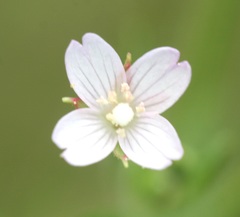 Epilobium leptophyllum