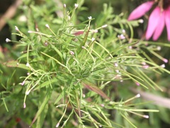 Epilobium leptophyllum