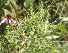 Epilobium leptophyllum