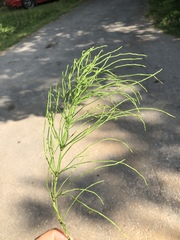 Equisetum sylvaticum