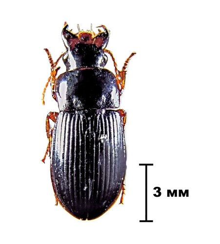 Harpalus xanthopus