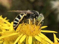 Bembix americana comata
