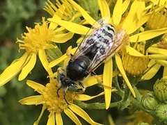 Bembix americana comata