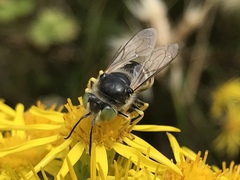 Bembix americana comata