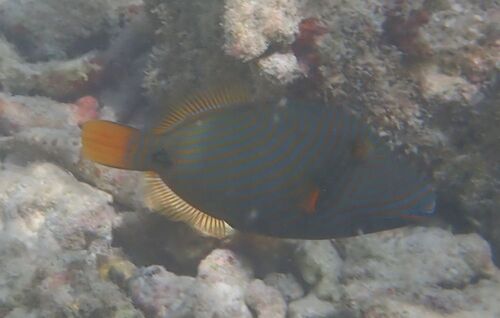 Orangestripe Triggerfish — seen at this dive site