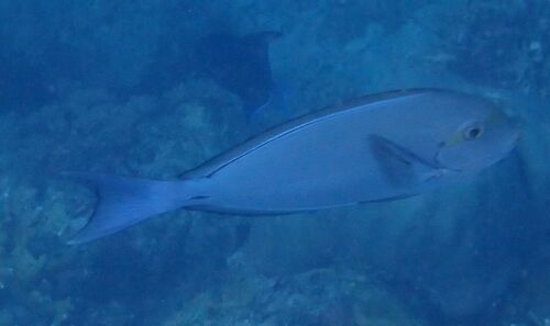 Yellowmask Surgeonfish — seen at this dive site