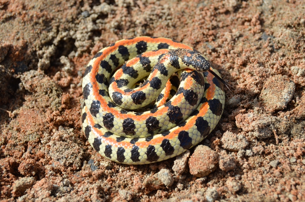 Burrowing Asps and Striped Harlequin Snakes