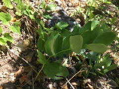 Polygonatum latifolium
