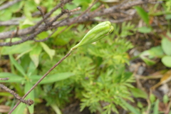 Lilieae