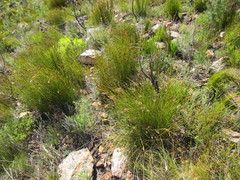 Hypodiscus argenteus